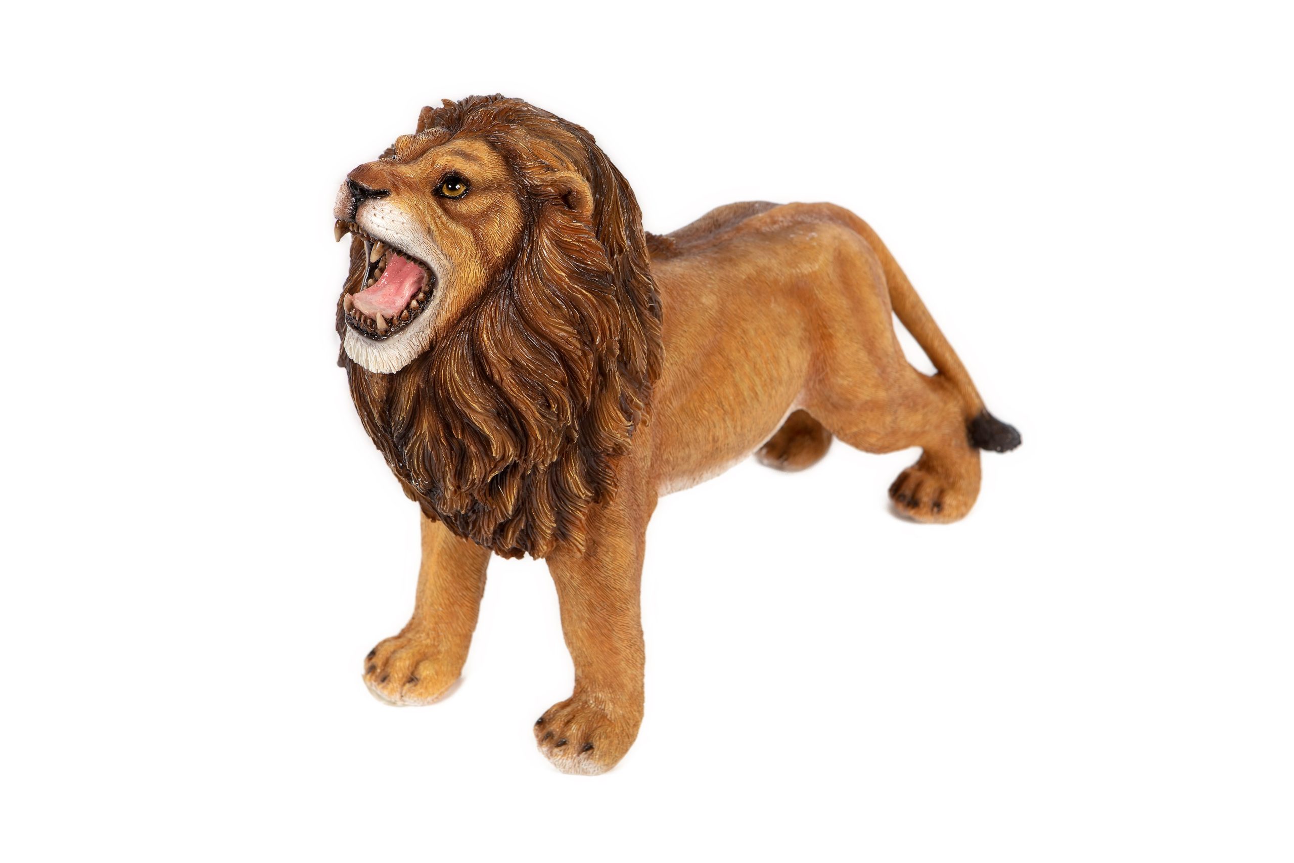 Lion Roaring