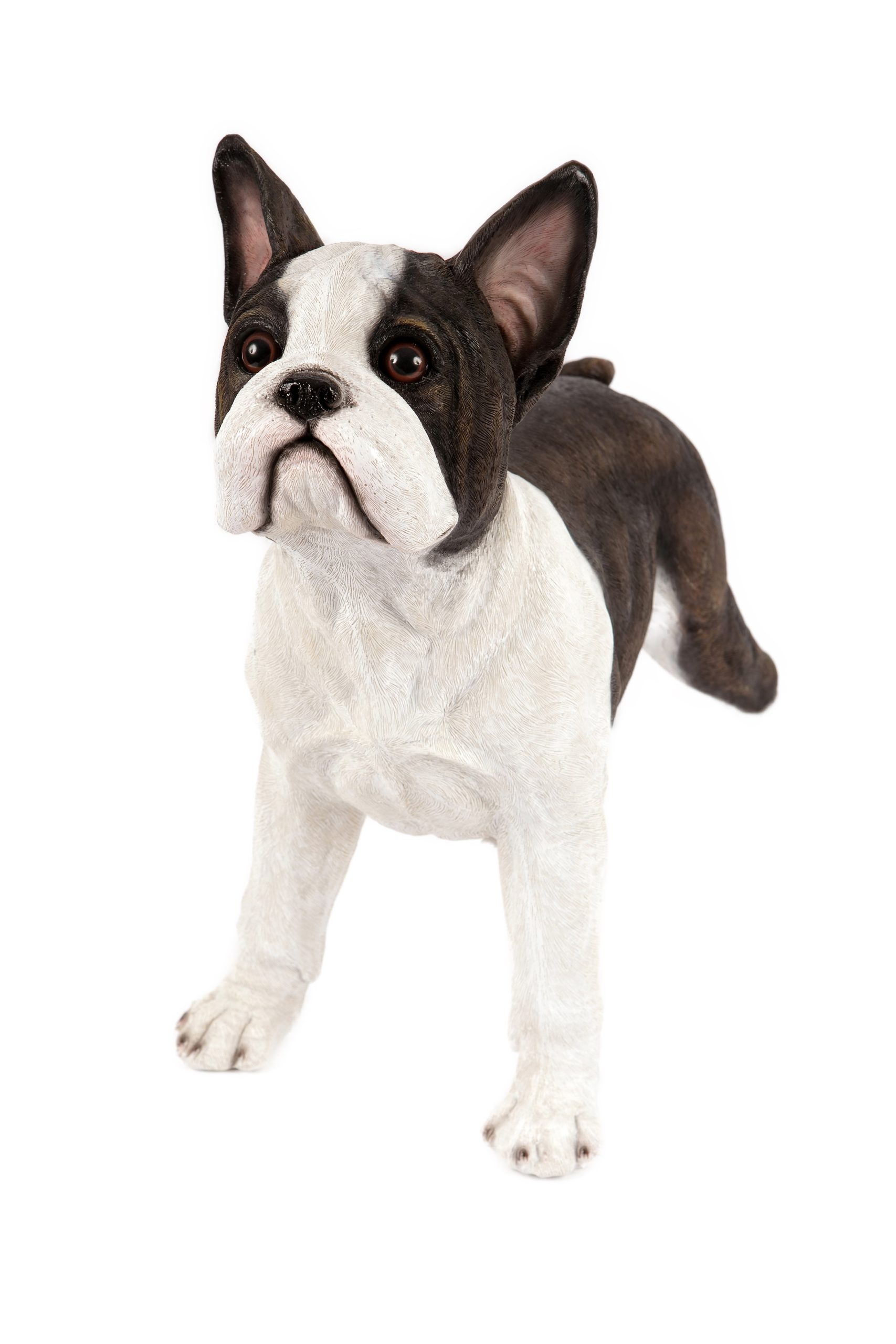 Standing French Bull Terrier