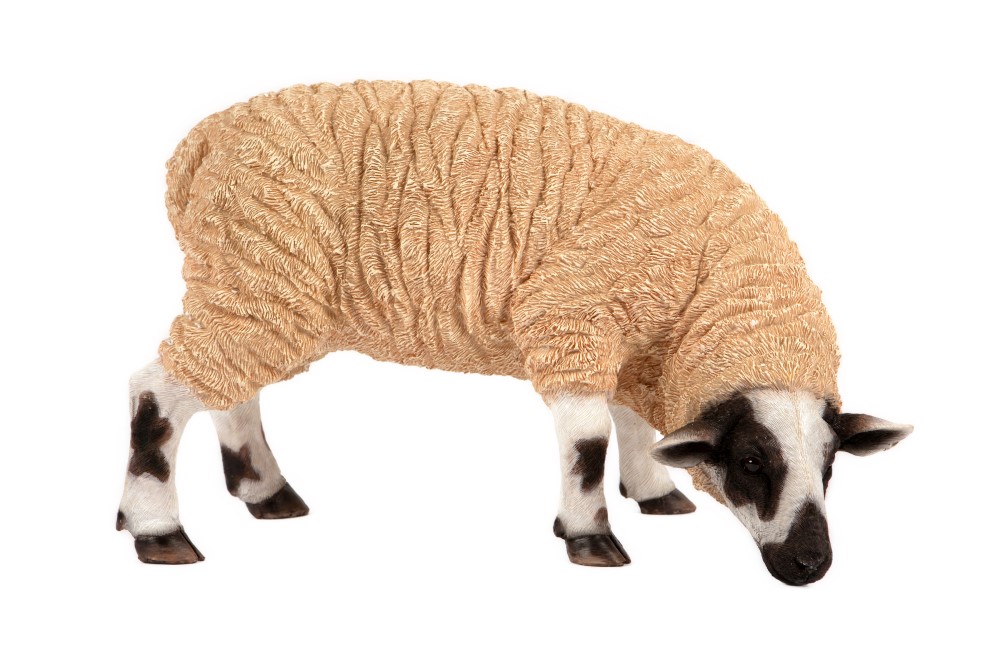 Grazing Sheep