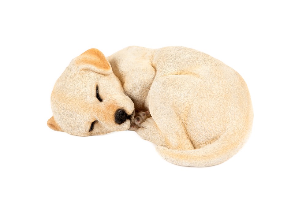 Sleeping Golden Labrador