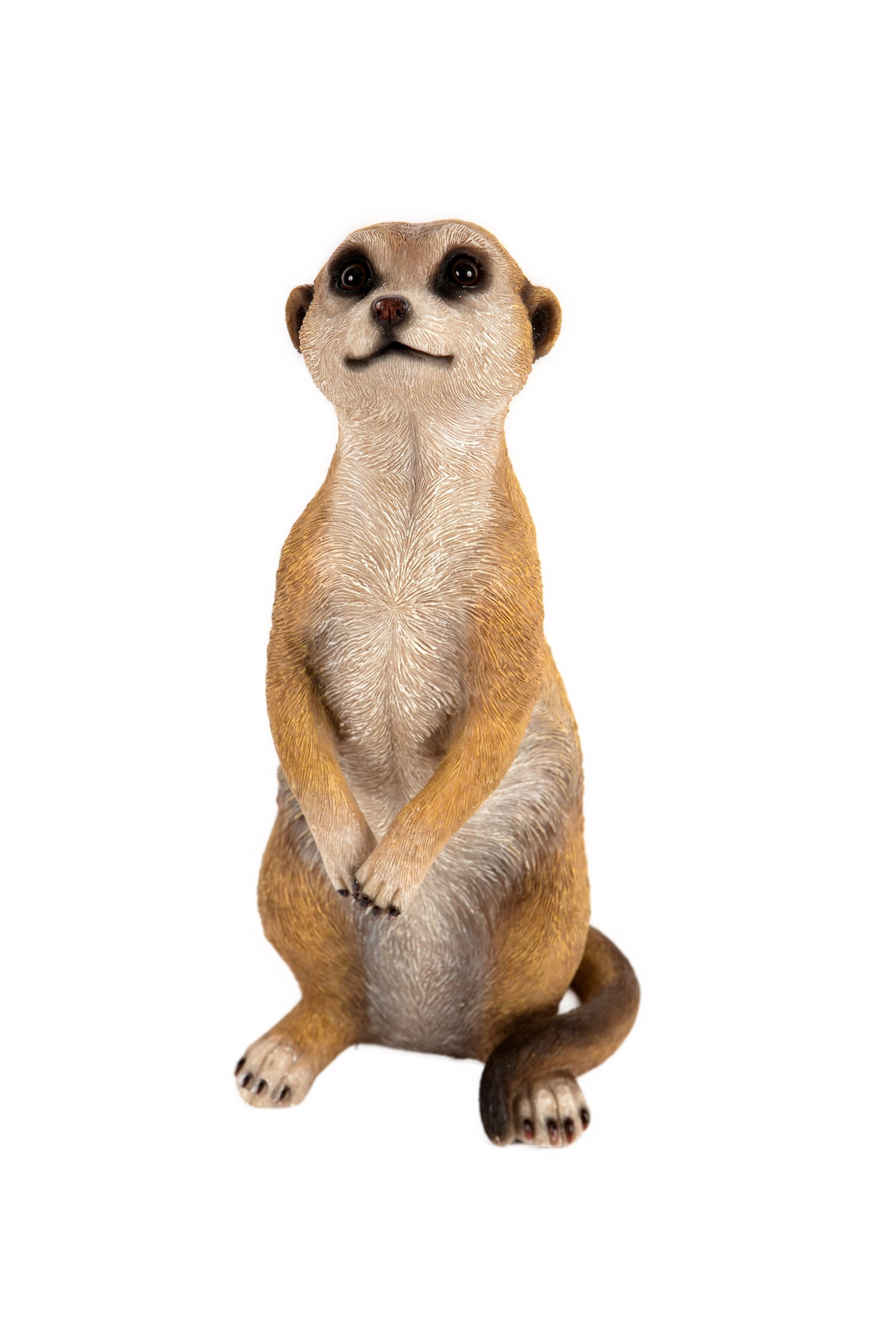 Meerkat