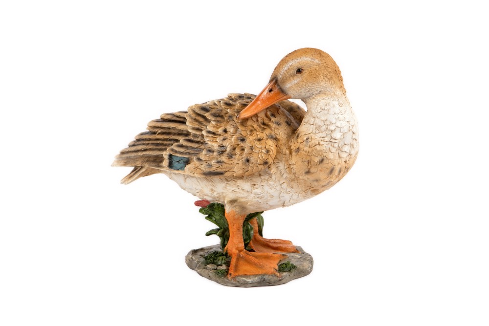 Preening Duck