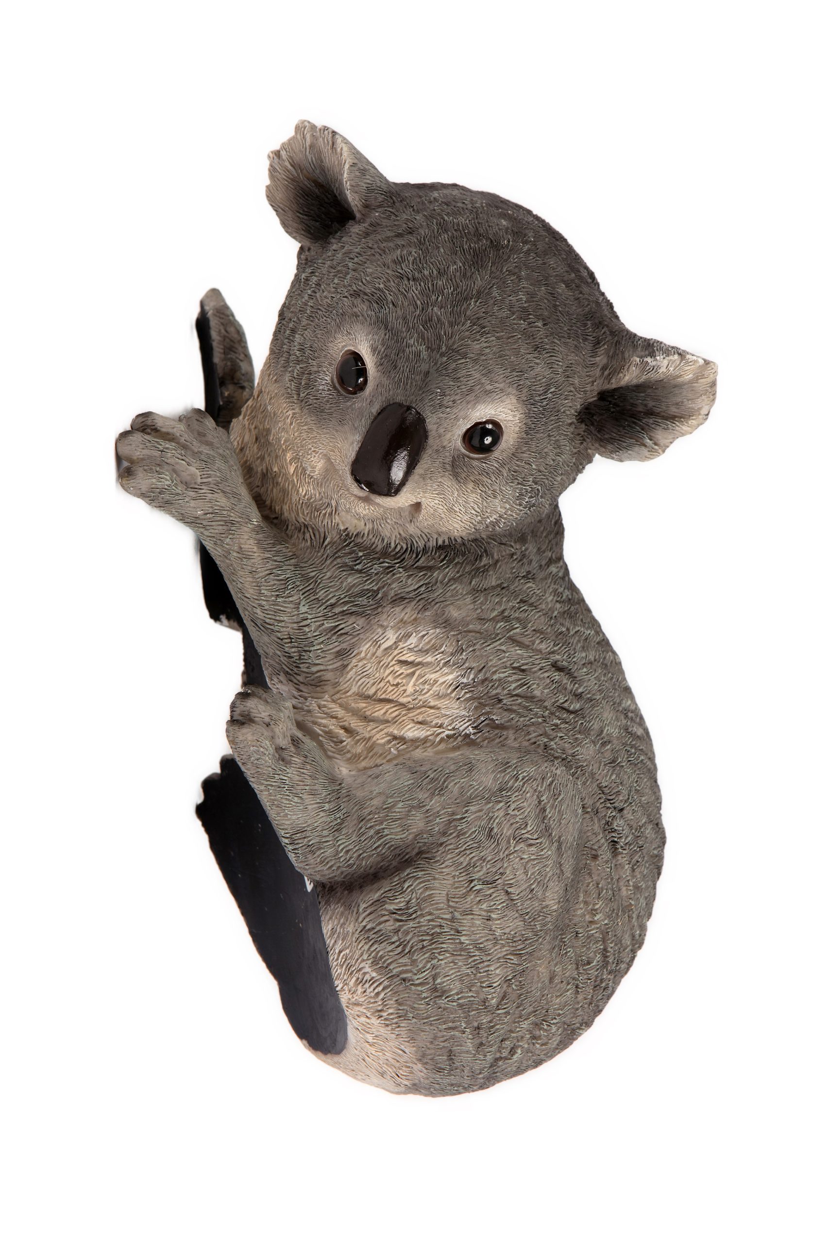 Climbing Koala
