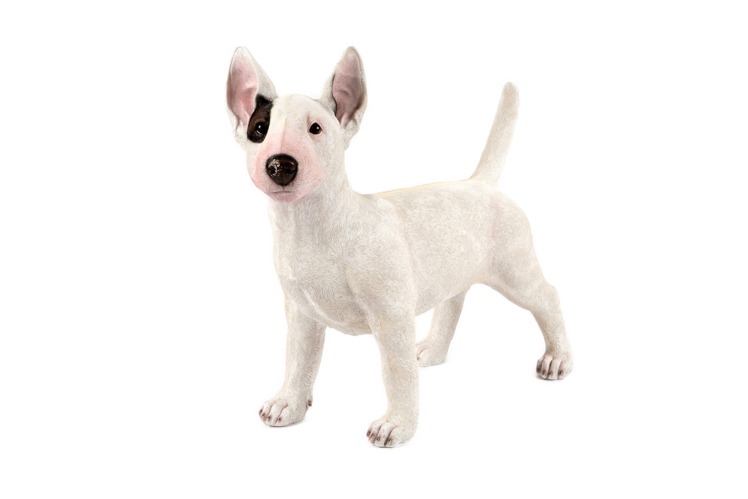 Standing English Bull Terrier