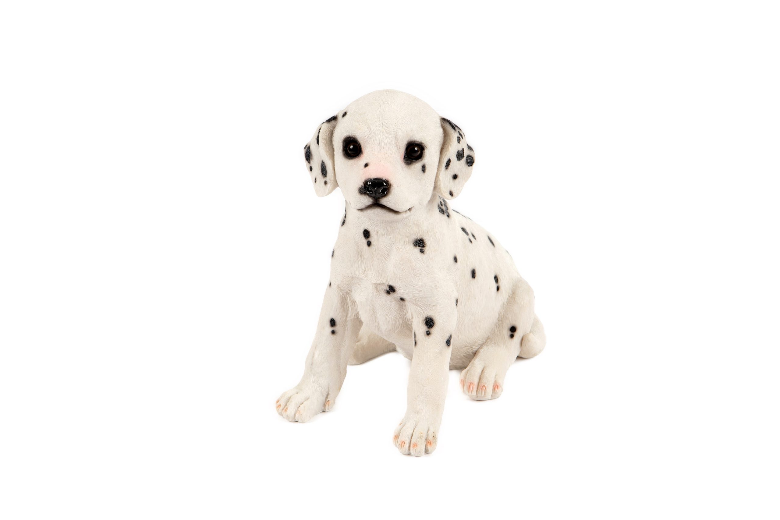 Sitting Dalmatian