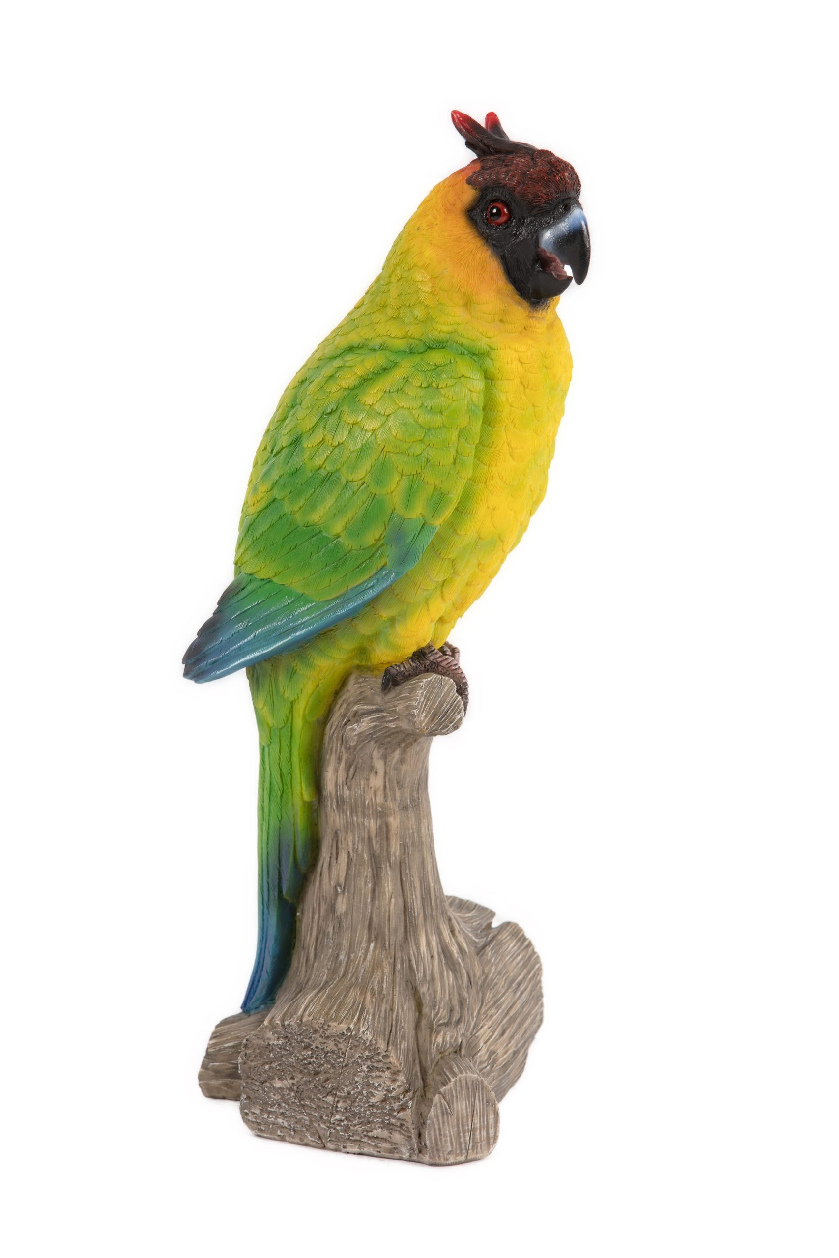 Parrot