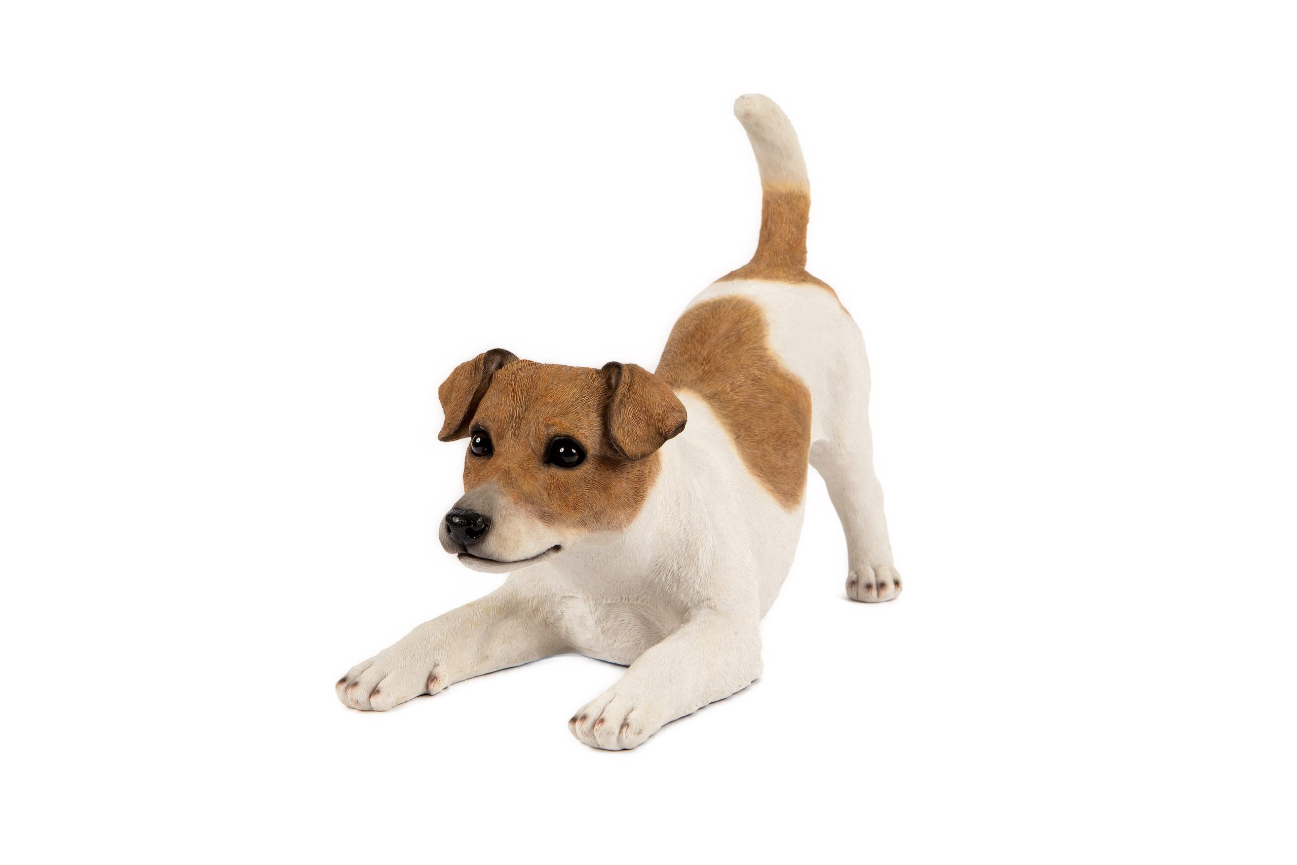 Playful Fox Terrier