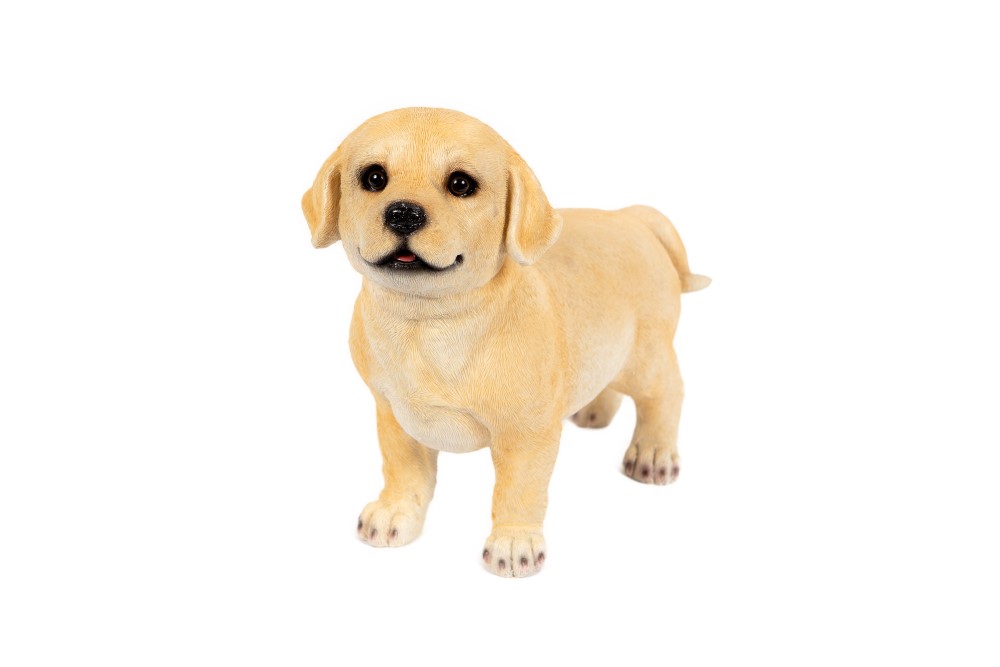 Labrador Standing