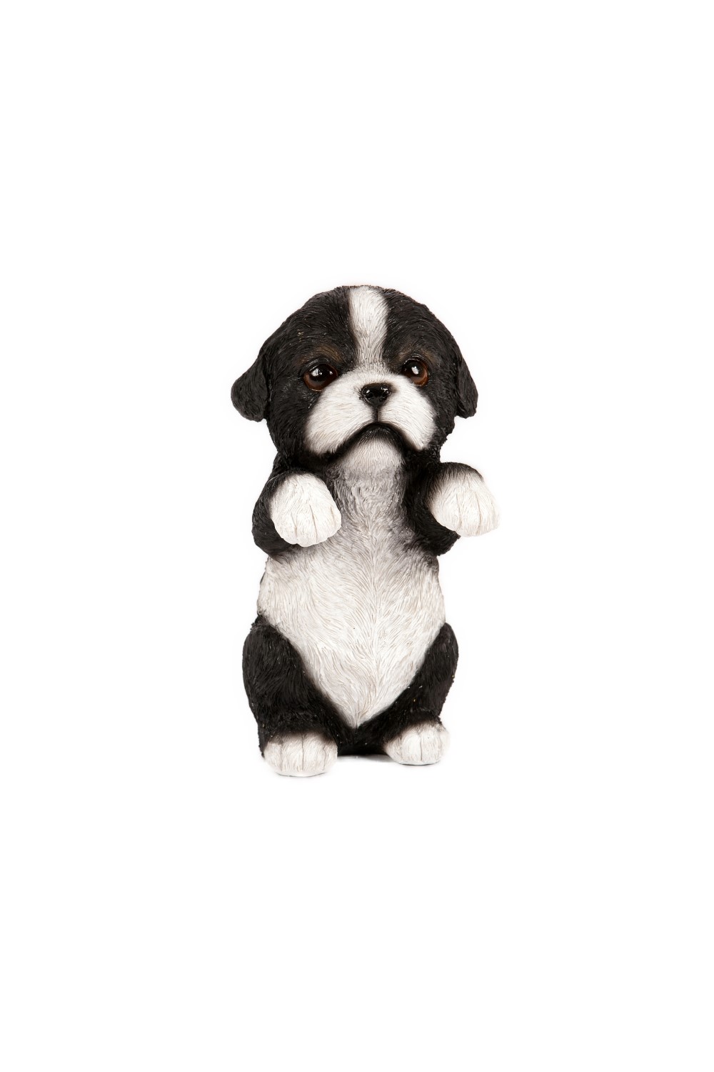 Border Collie Pup
