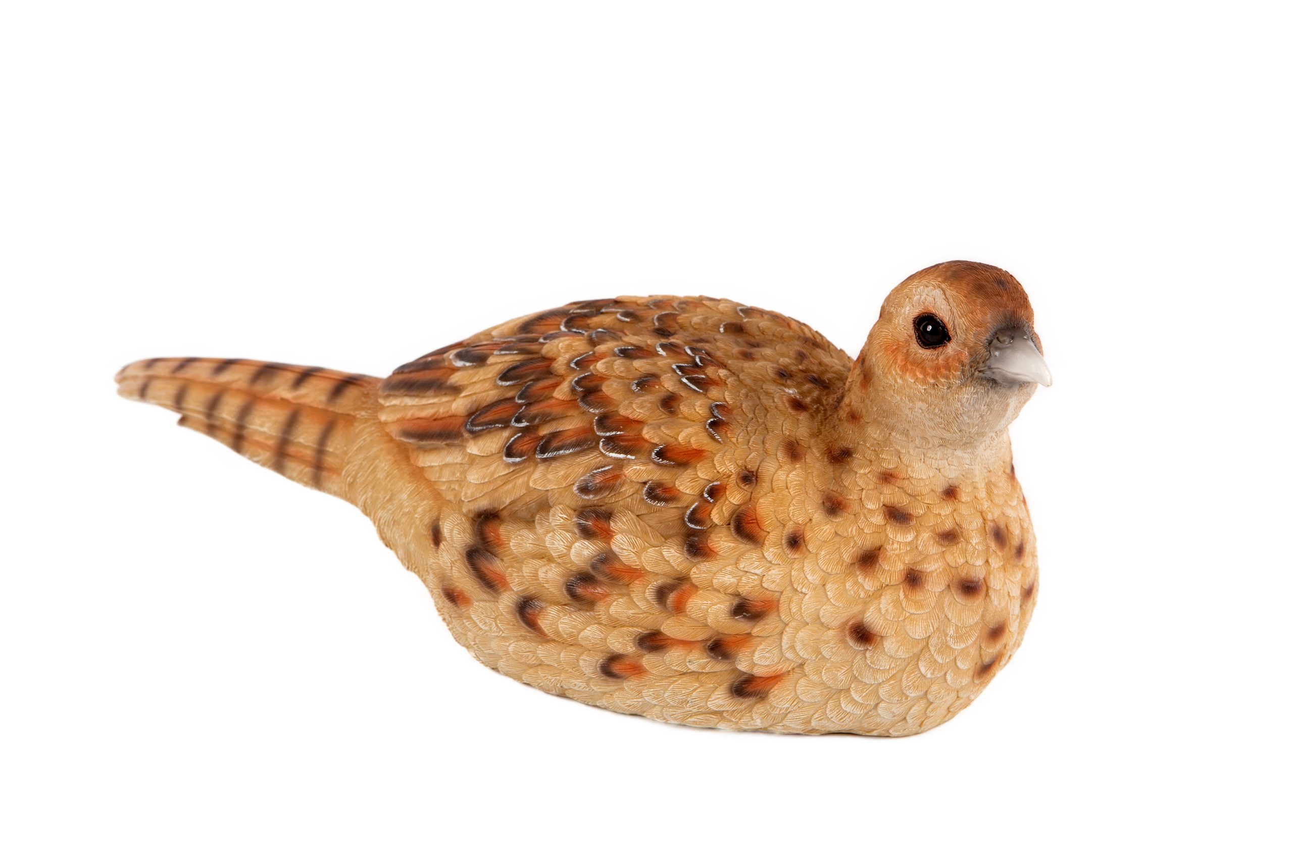 Female Pheasant