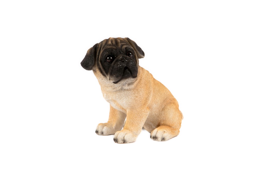 Pug Pup