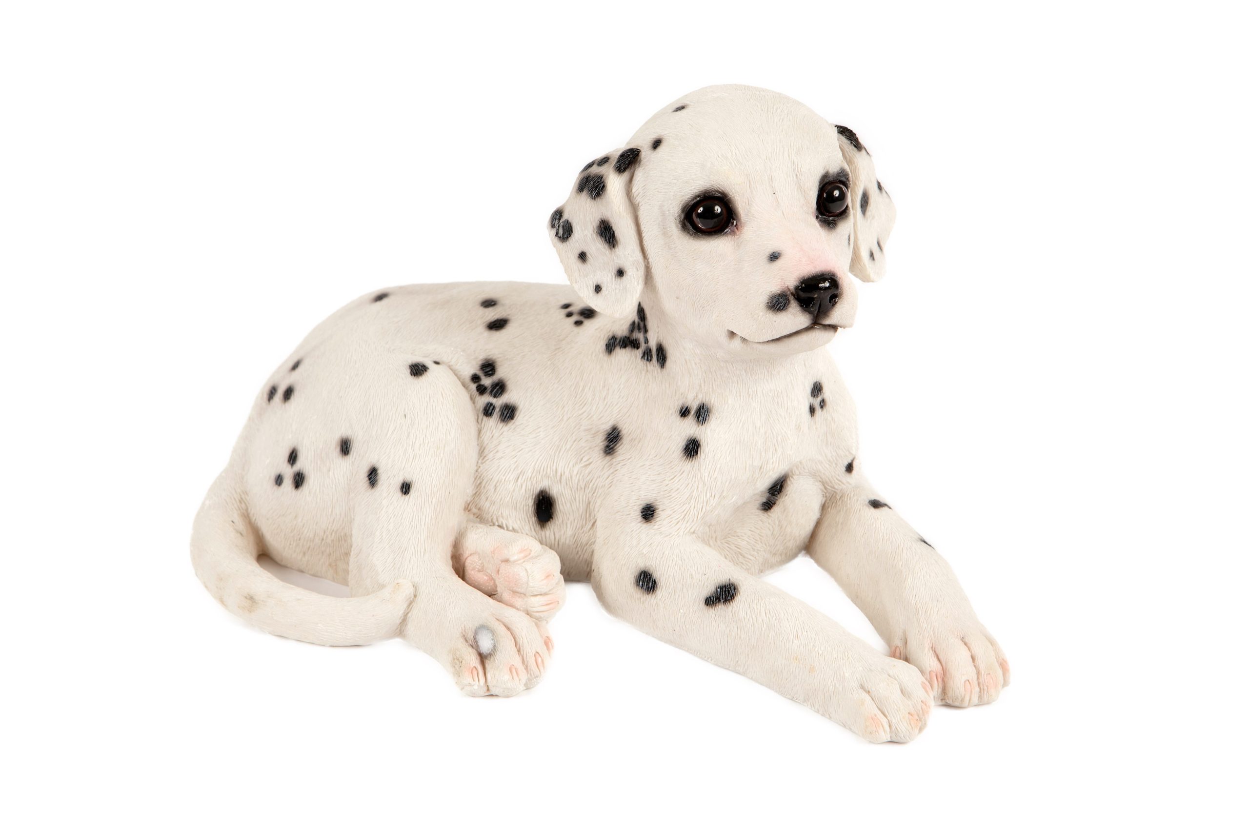 Lying Dalmatian