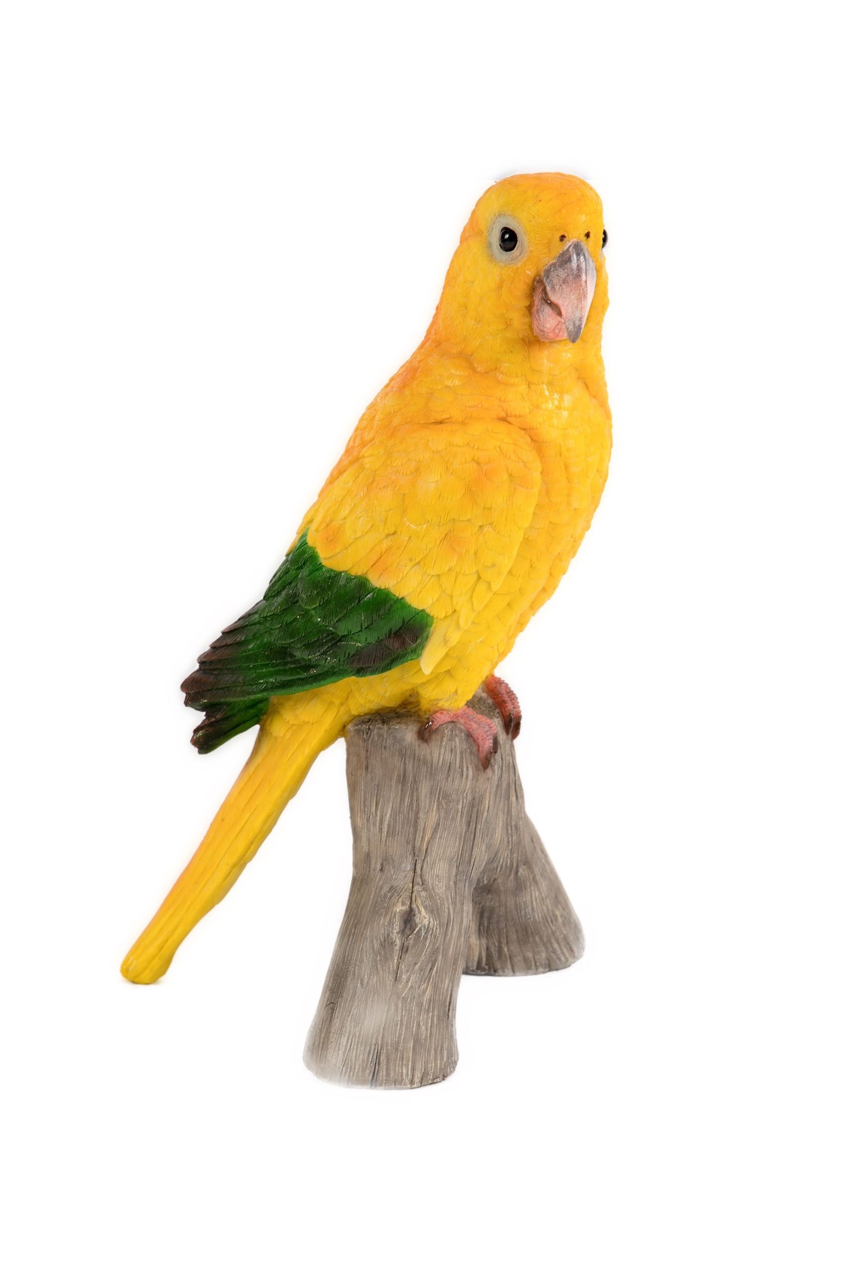 Parrot