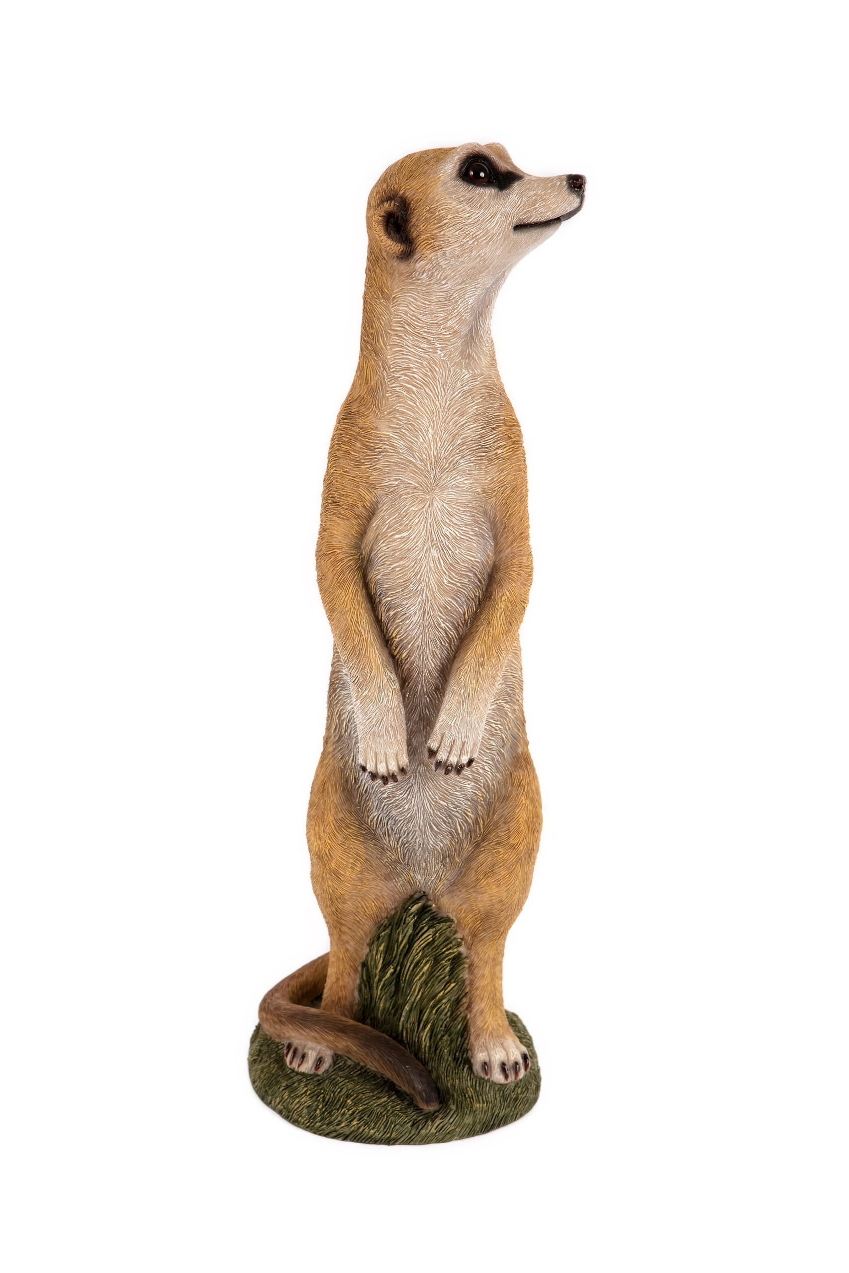 Meerkat