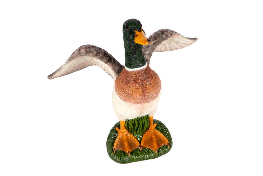 Flapping Mallard Duck
