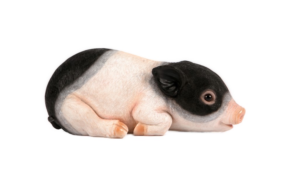 Laying Saddleback Piglet