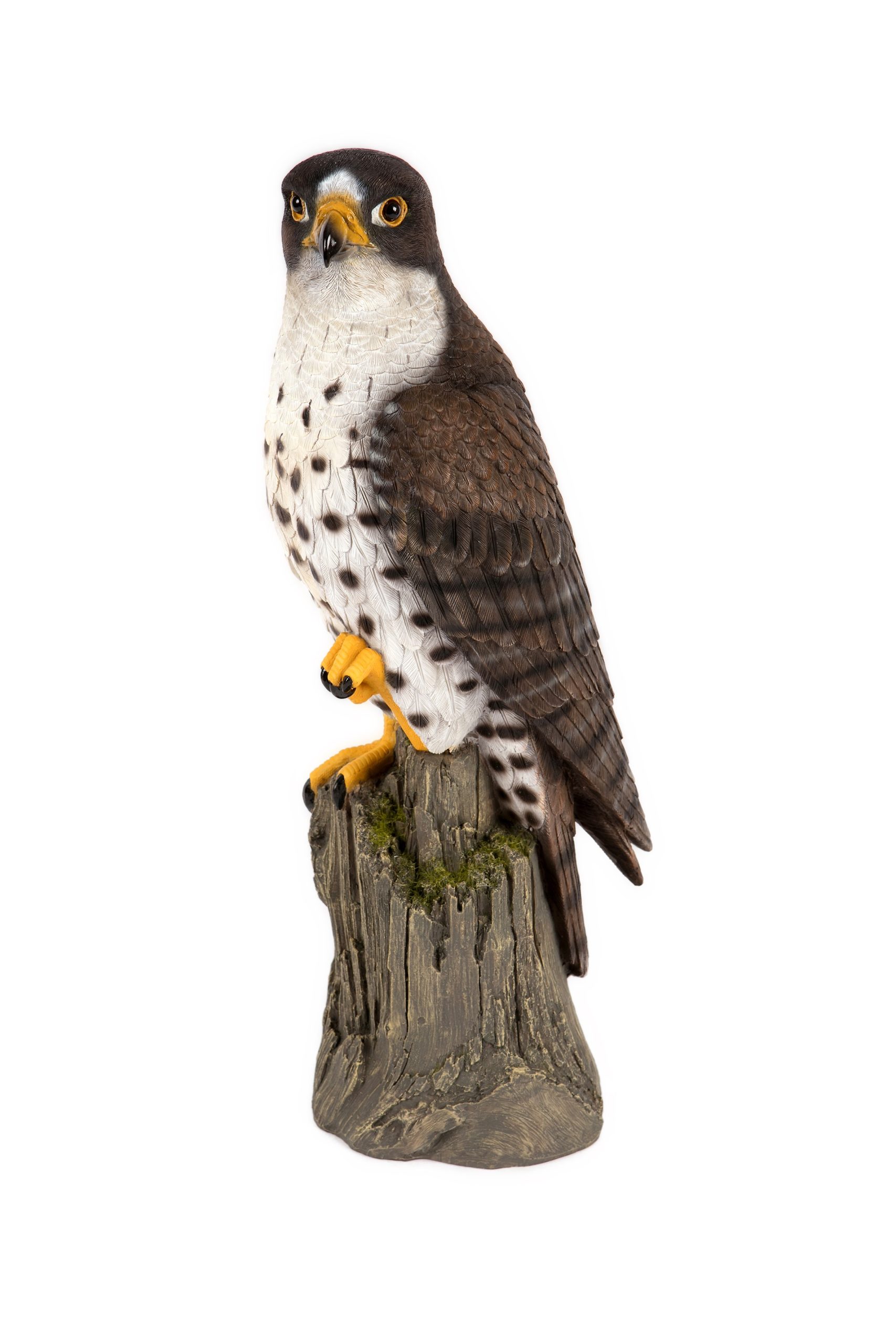Peregrine Falcon