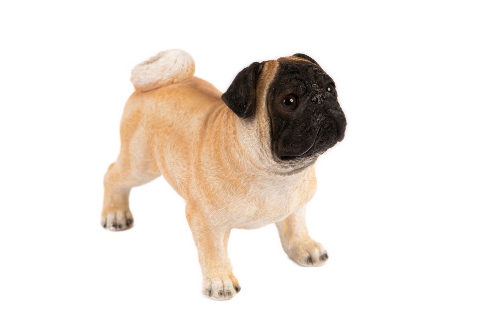 Standing Pug