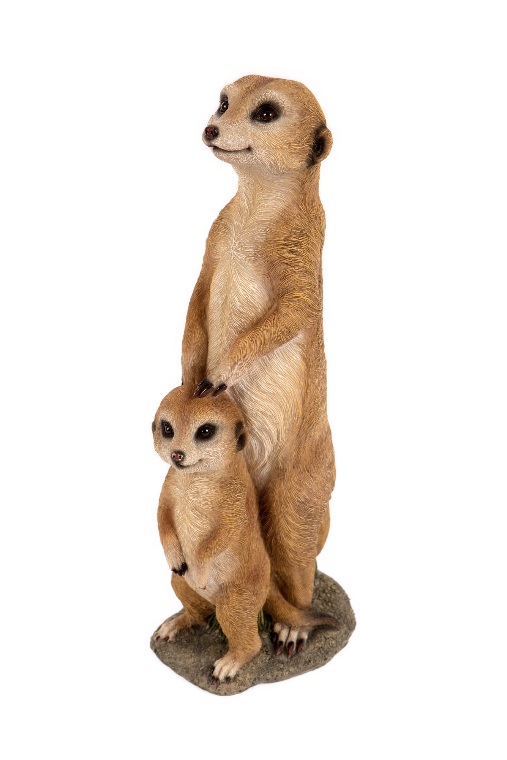 Two Meerkats