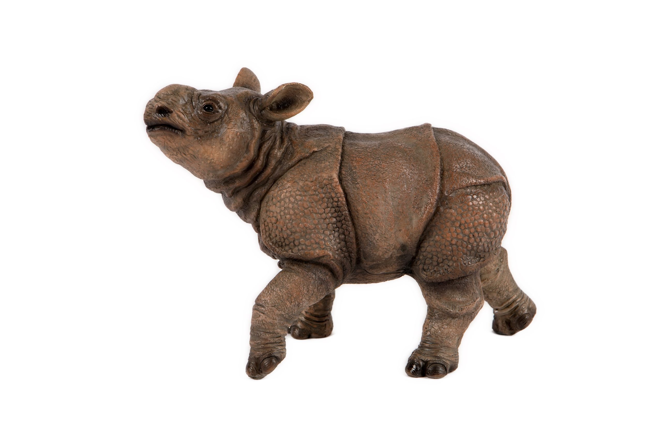 Baby Rhino