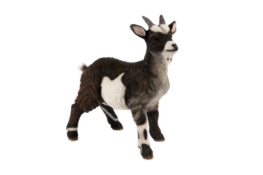 Standing Pygmy Goat