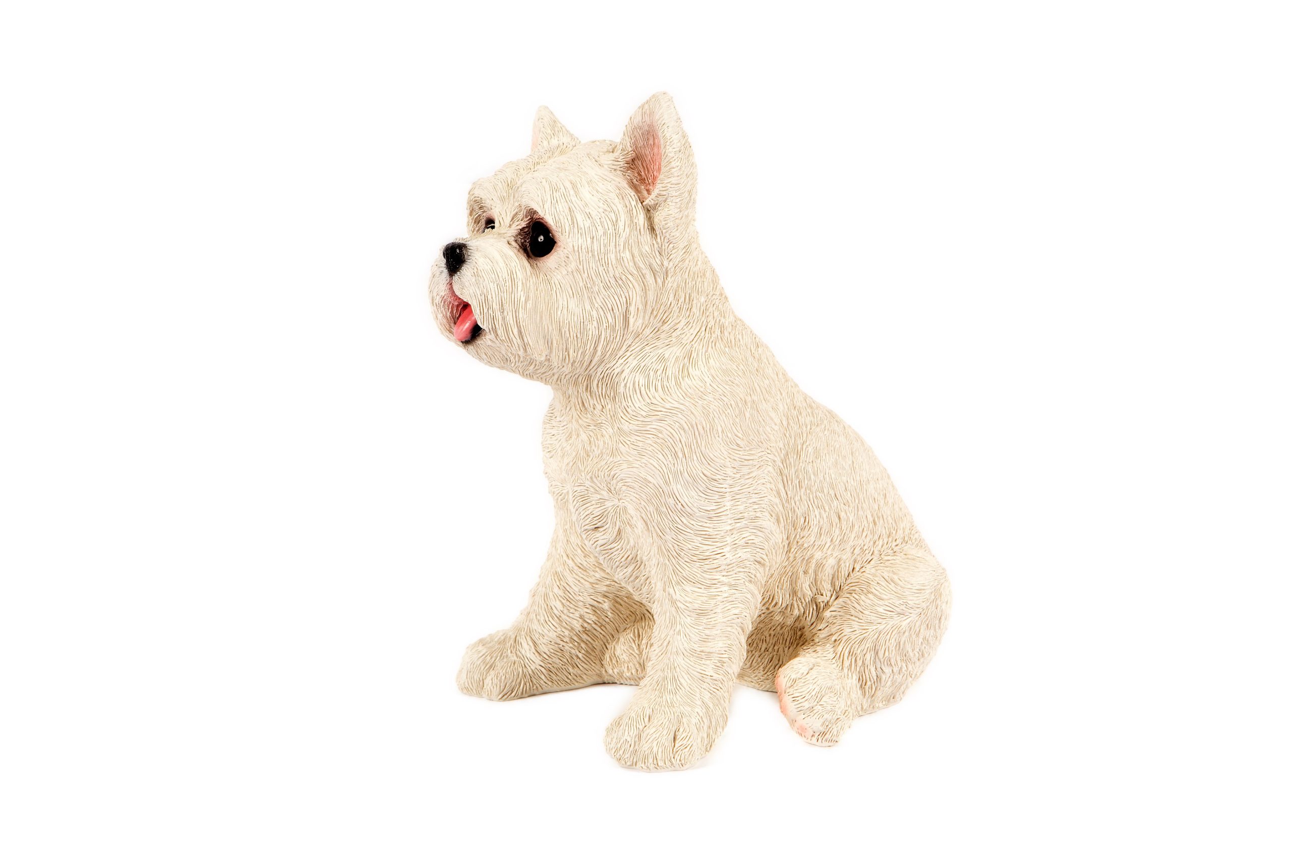 Sitting West Highland Terrier Pup