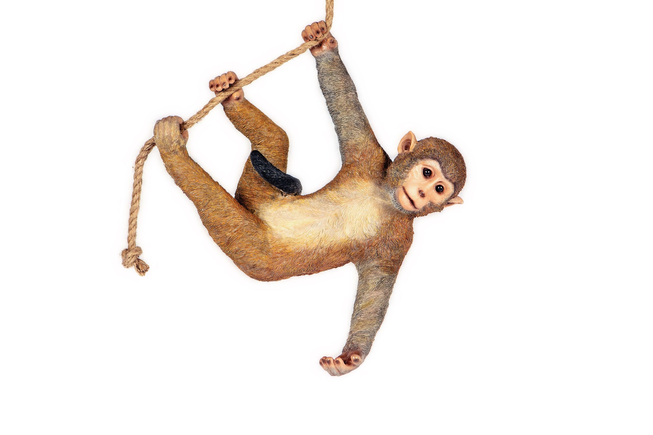 Climbing Macaque