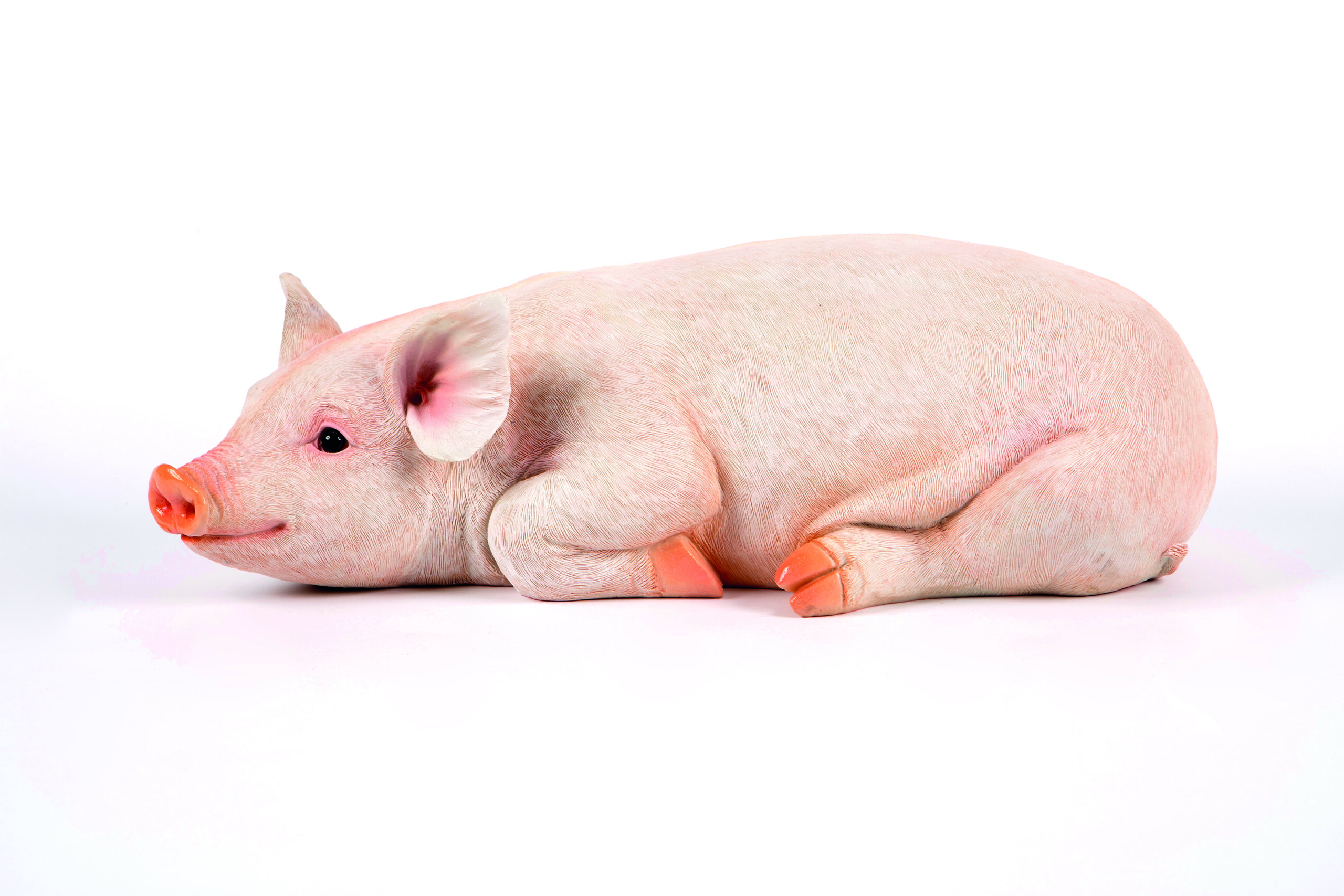 Resting Pig