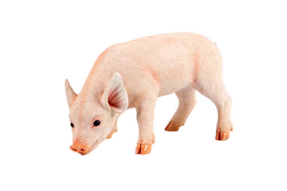 Standing Pig