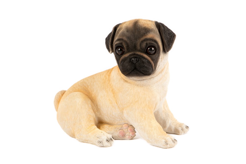 Sitting Pug