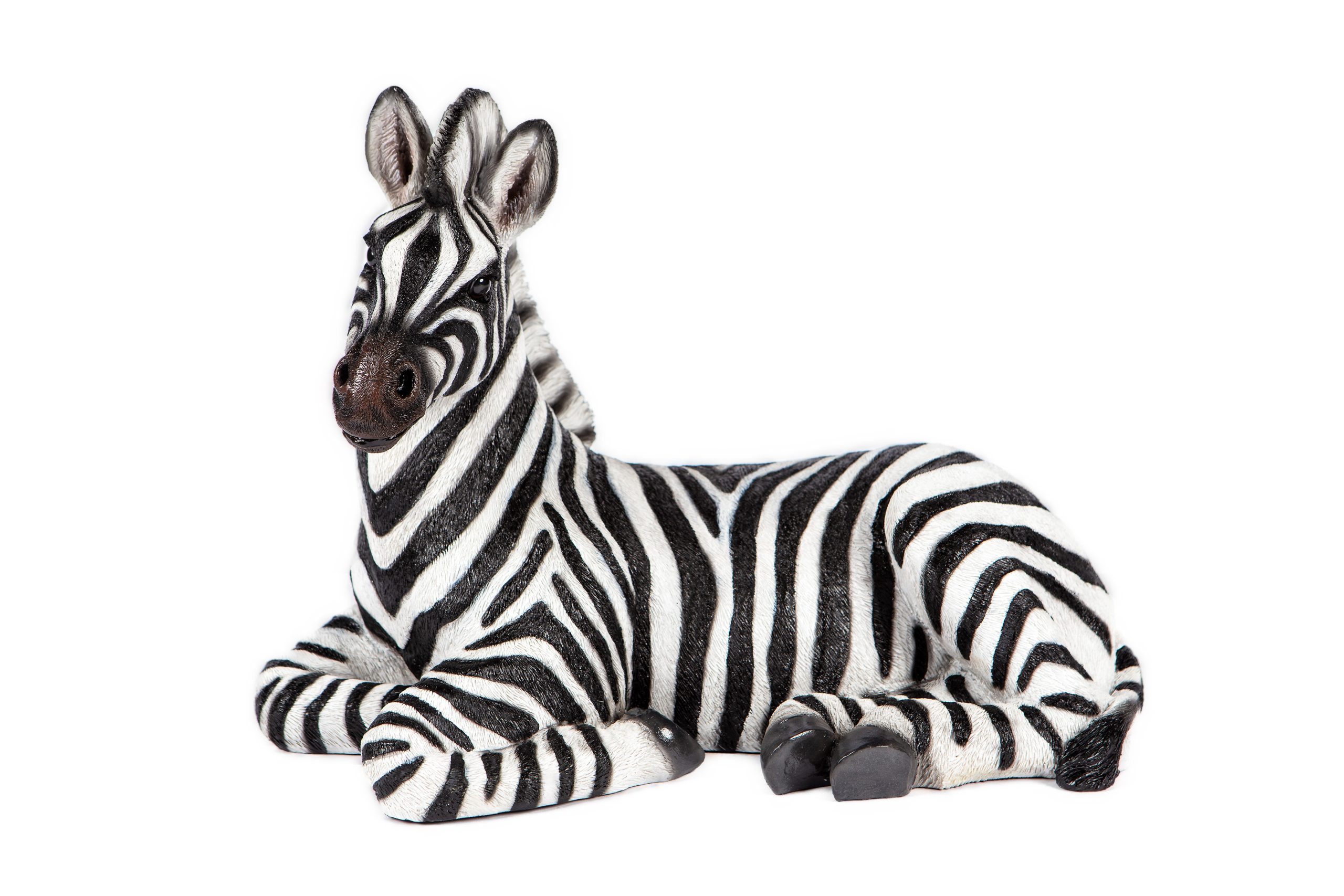 Laying Zebra