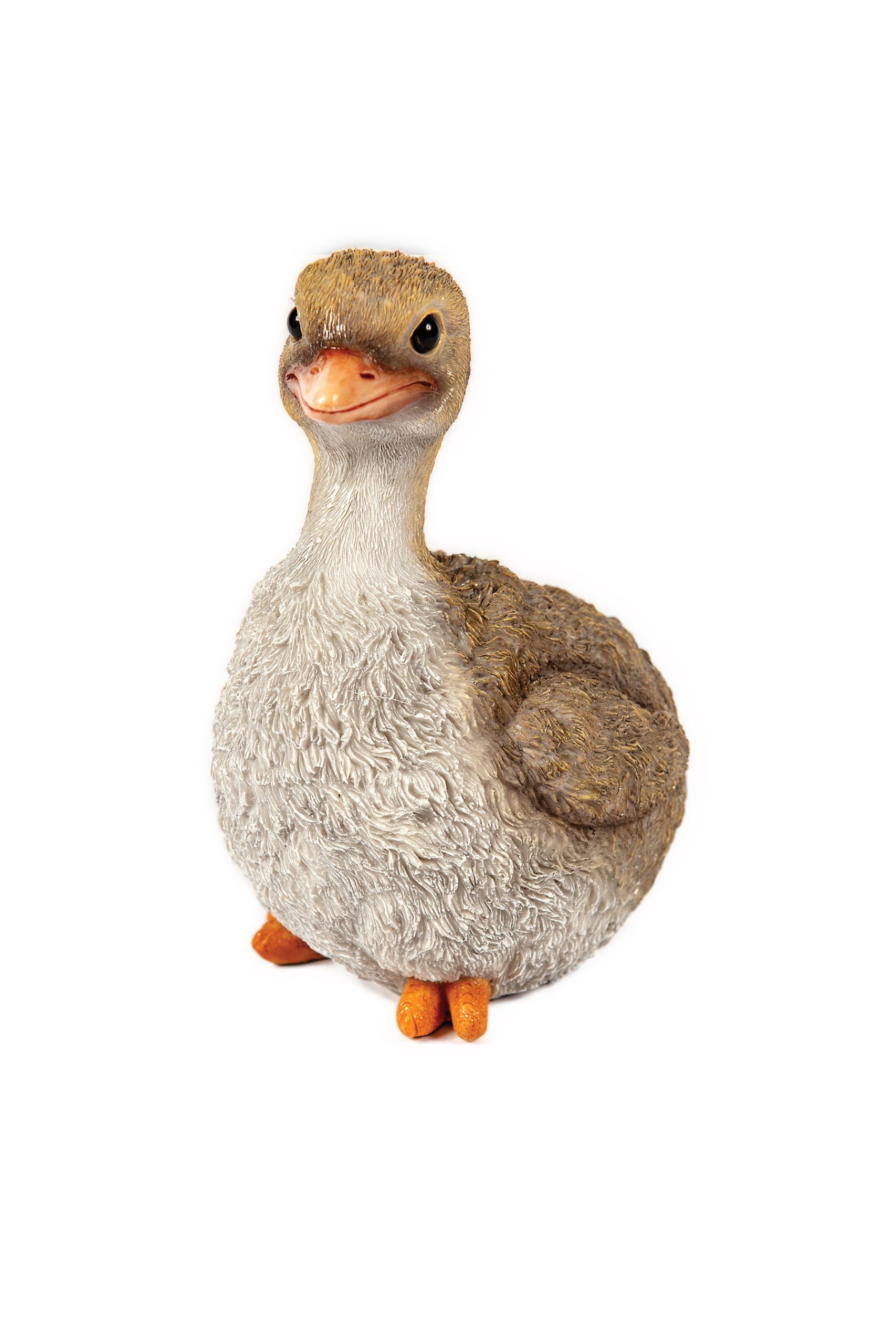 Baby Ostrich