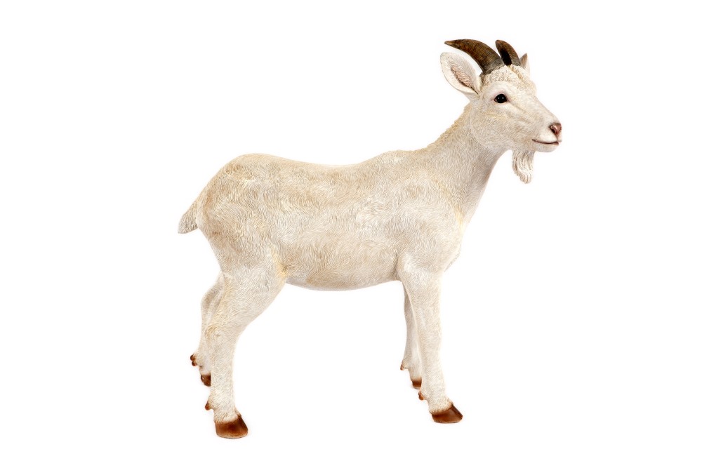 Standing White Billy Goat