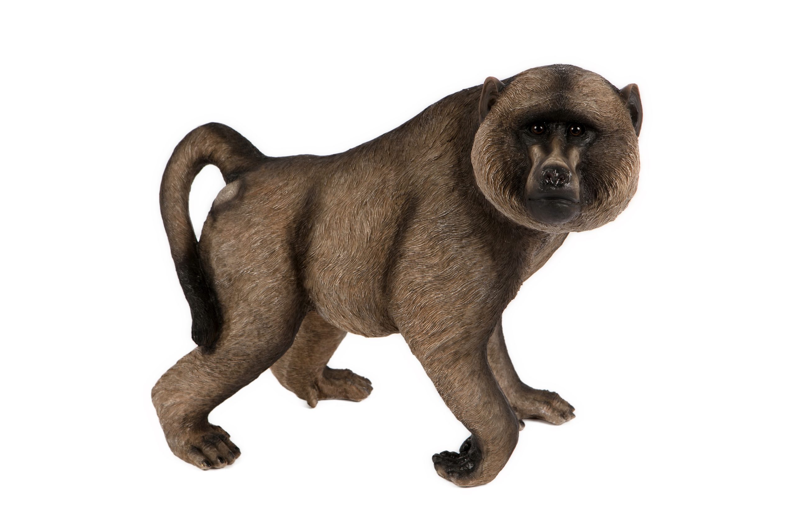 Baboon