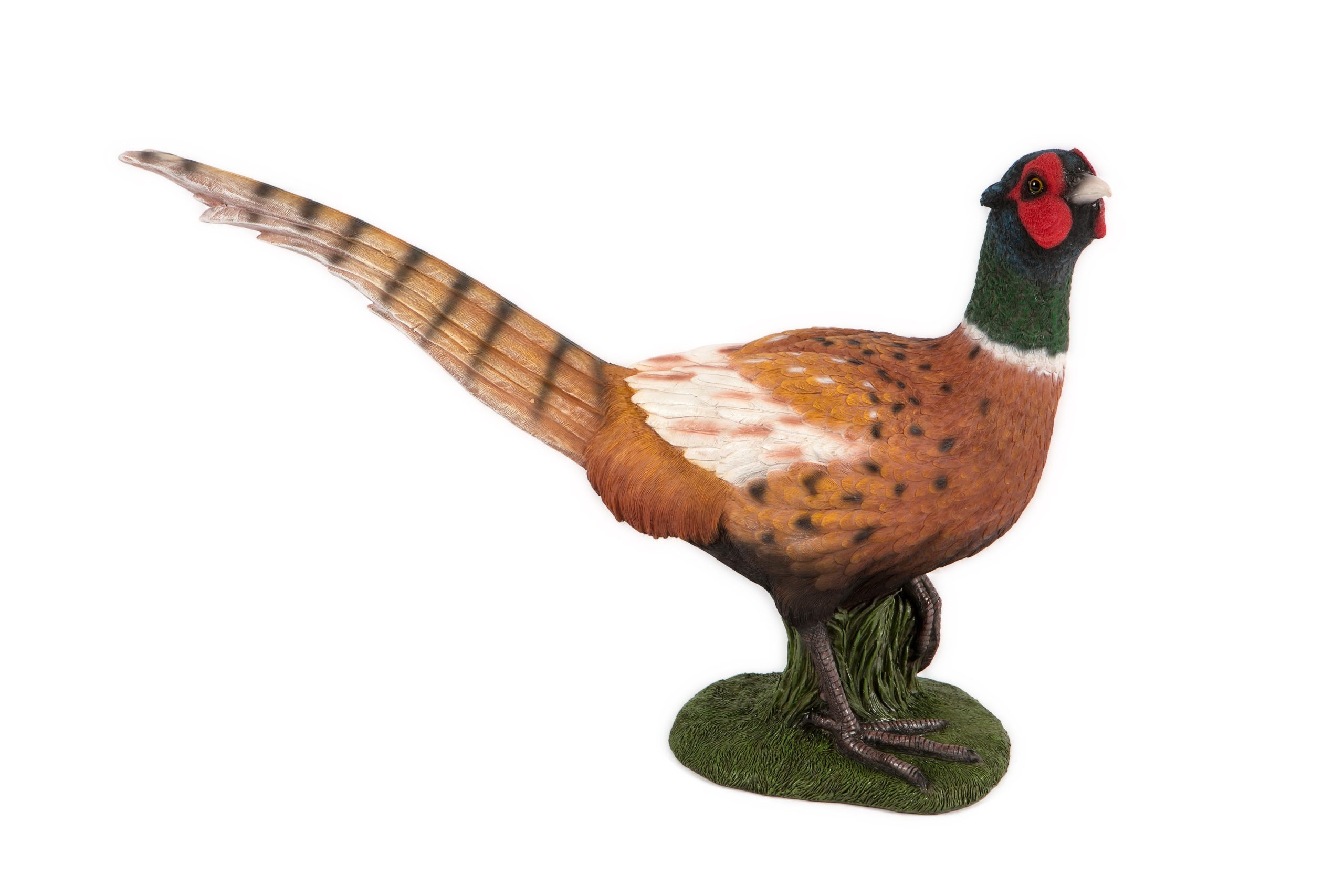Ring Neck Pheasant