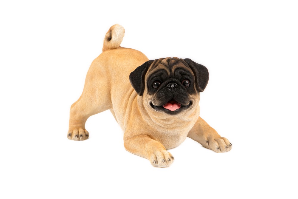 Playful Pug