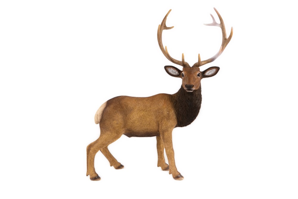 Standing Elk