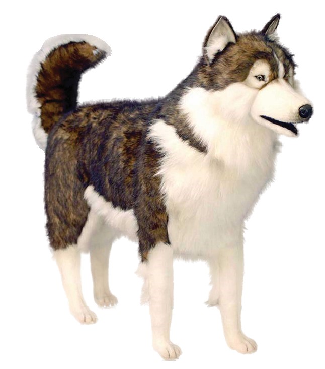 (A) Husky Standing 85cmH