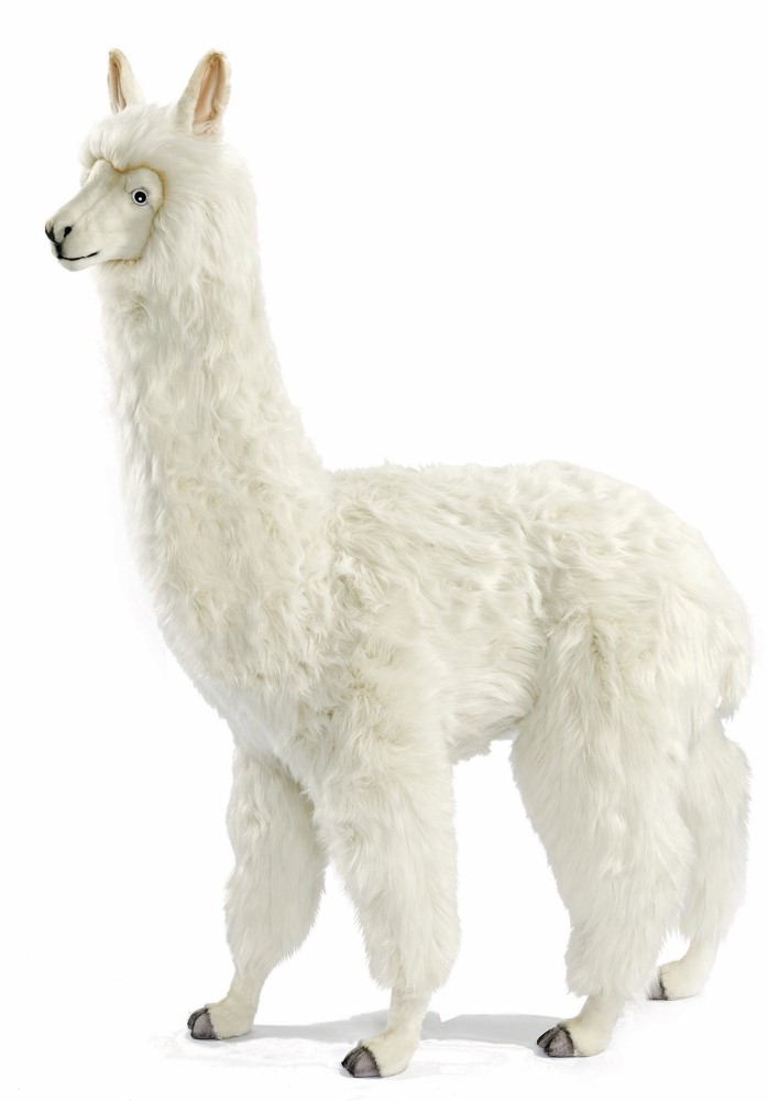 (A) Alpaca 165cmH
