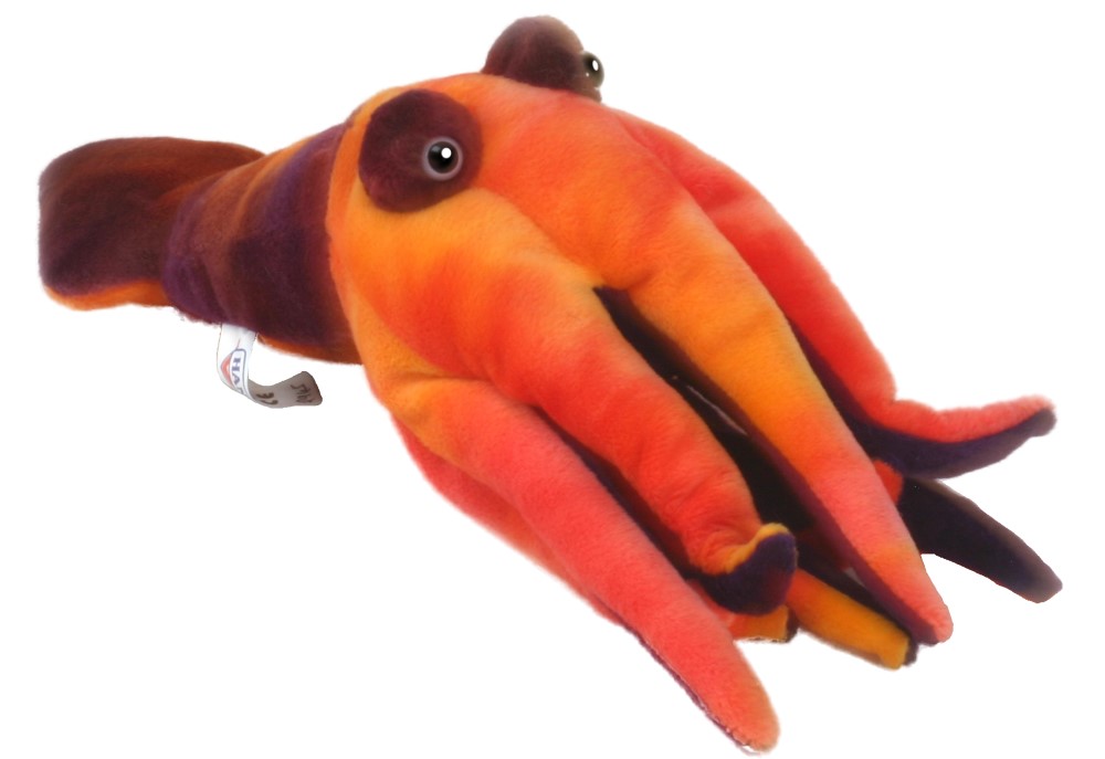 Squid 35 cmL