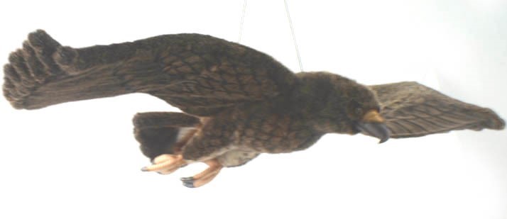 Golden Eagle Flying 124cmW