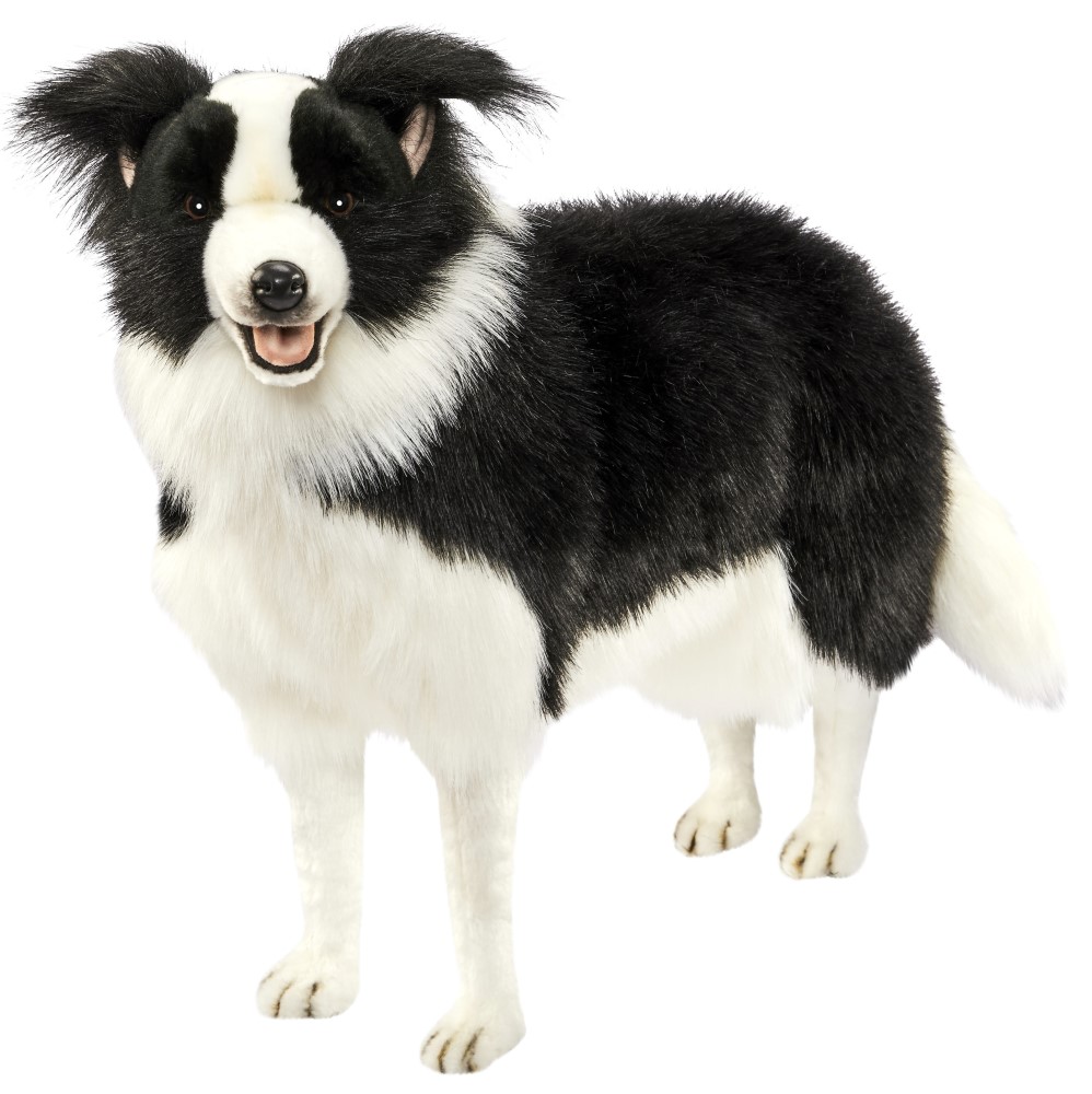Border Collie Standing 65cmH