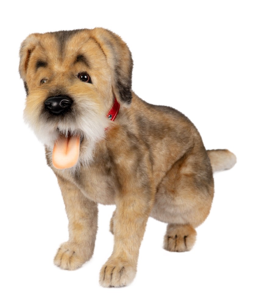 Border Terrier 44cmH