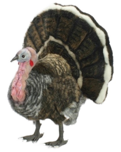 Turkey 47 cmH