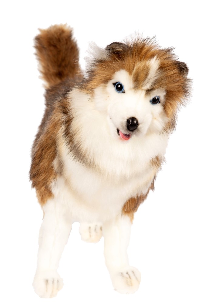 Siberian Husky 40cmL