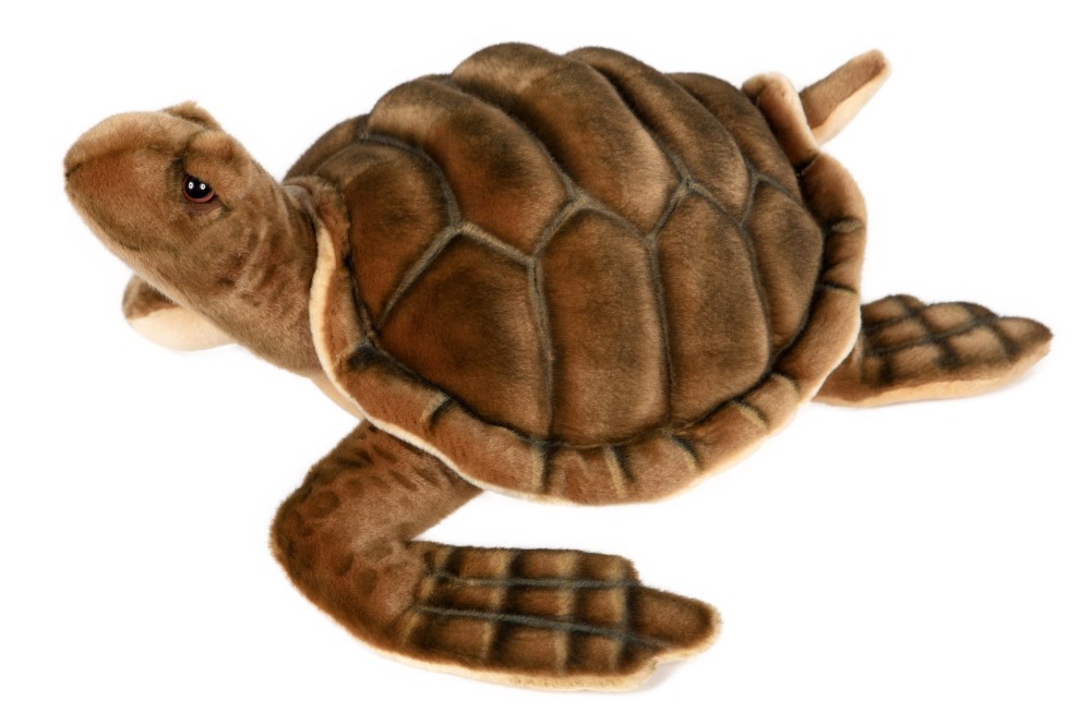 Sea Tortoise 50cmL