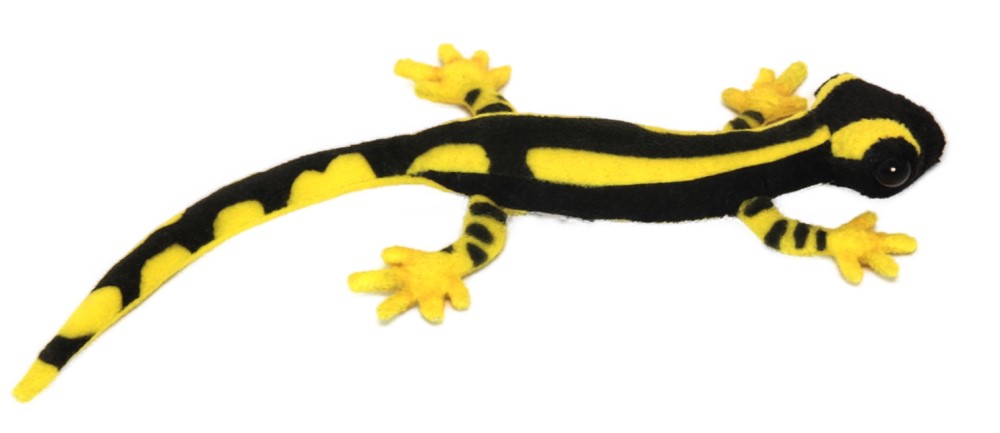 Yellow Fire Salamander  38cmL