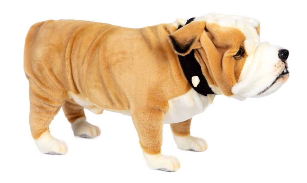British Bulldog 75cmL