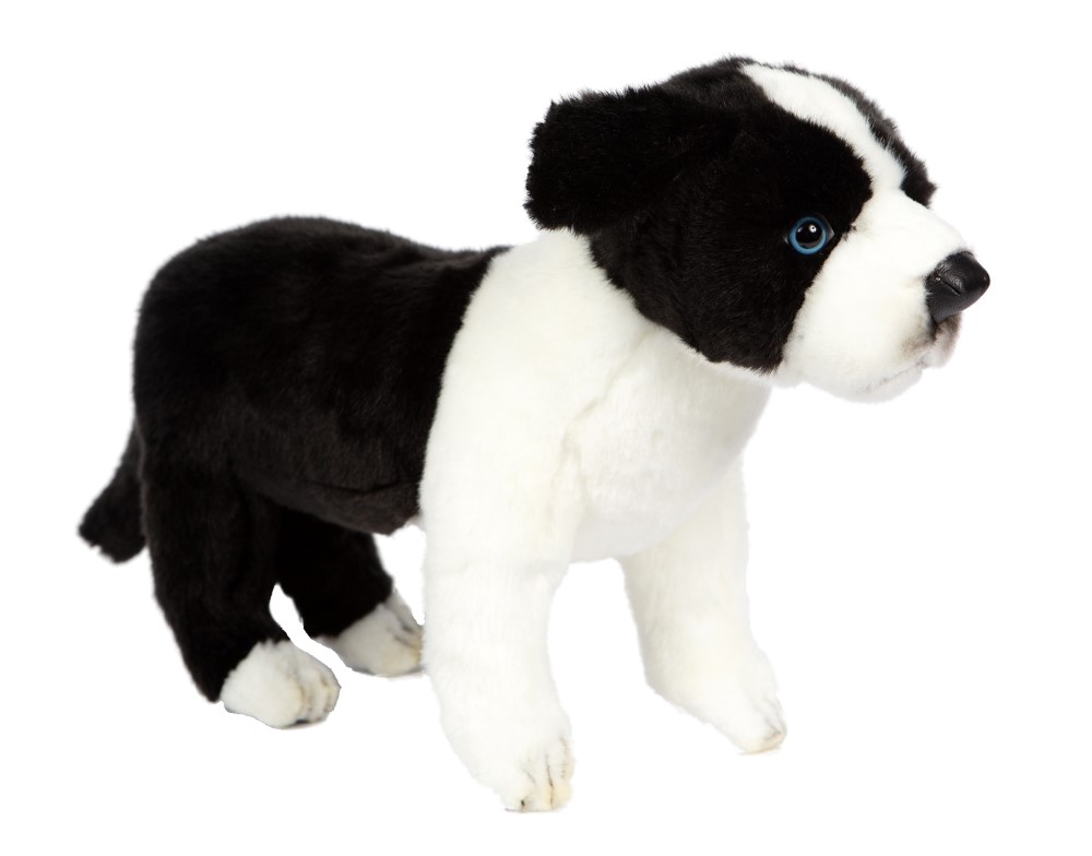 Border Collie Pup Standing 39cmL