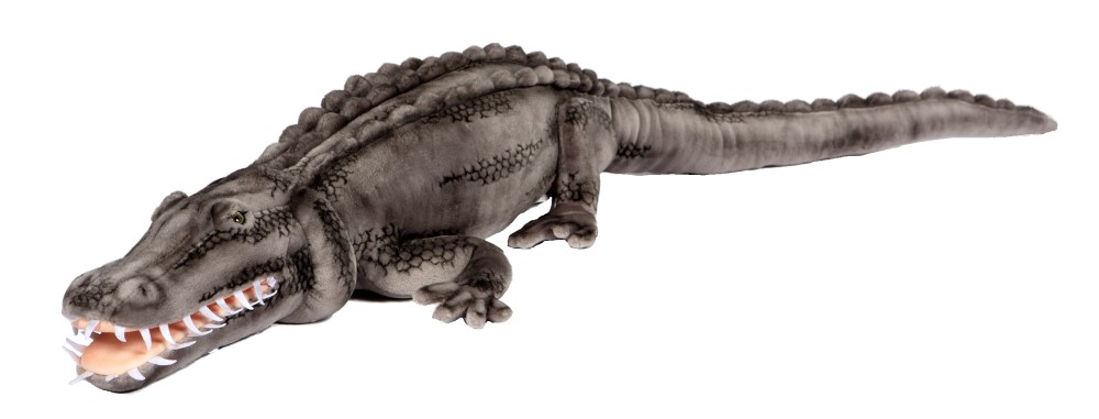 Salt Water Crocodile 140cmL